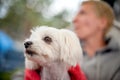 Portrait of cute white Maltese dog resting and enjoying garden Royalty Free Stock Photo