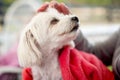 Portrait of cute white Maltese dog resting and enjoying garden Royalty Free Stock Photo