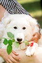 Portrait of a cute white Maremma on hand. garden and trees on background