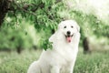 Portrait of a cute white Maremma sitting in a flowered garden