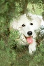 Portrait of a cute white Maremma under tree. garden background