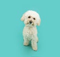 Portrait cute white poodle dog sitting, tiltilng head side and looking at camera. Isolated on blue background Royalty Free Stock Photo