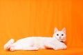 portrait of cute white puppy cat lying down looking at camera on orange background Royalty Free Stock Photo