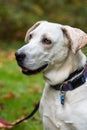 Portrait of a cute white rescue dog, with collar and tags, out in a park