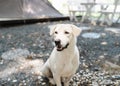 Cute white Thai dog sitting in camping garden on rock floor, friendly pet