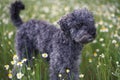 Portrait of a cute 1 year old grey colored silver poodle dog with teddy cut in a wild meadow Royalty Free Stock Photo