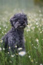 Portrait of a cute 1 year old grey colored silver poodle dog with teddy cut in a wild meadow Royalty Free Stock Photo