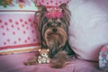 Portrait of a cute yorkshire terrier with crown Royalty Free Stock Photo