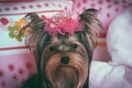 Portrait of a cute yorkshire terrier with crown Royalty Free Stock Photo