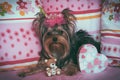 Portrait of a cute yorkshire terrier with crown Royalty Free Stock Photo