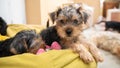 Portrait of a cute Yorkshire terrier puppy lying comfortably on a green beanbag, next to his sister