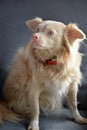 Portrait of a cute young albino dog
