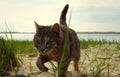 A cat is staring intensely Royalty Free Stock Photo