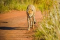 Portrait of a cute young Cheetah in Rhino and Lion nature reserve Johannesburg South Africa Royalty Free Stock Photo