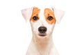 Portrait of cute young dog breed Parson Russel Terrier