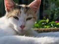 Portrait of cute young female calico crossbreed cat lying on well roof