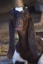Portrait of cute young goat. pet domestic animal close up cattle. mammal black herbivorous fauna livestock farm background Royalty Free Stock Photo