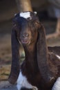 Portrait of cute young goat. pet domestic animal close up cattle. mammal black herbivorous fauna livestock farm background Royalty Free Stock Photo