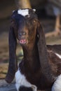 Portrait of cute young goat. pet domestic animal close up cattle. mammal black herbivorous fauna livestock farm background Royalty Free Stock Photo