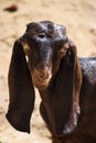 Portrait of cute young goat. pet domestic animal close up cattle. mammal black herbivorous fauna livestock farm background Royalty Free Stock Photo