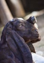 Portrait of cute young goat. pet domestic animal close up cattle. mammal black herbivorous fauna livestock farm background Royalty Free Stock Photo