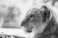 Portrait of a young lion Royalty Free Stock Photo