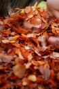 Portrait of a cute young lovely girl covered with red and orange autumnal leaves. Beautiful girl lying on autumn leaves.