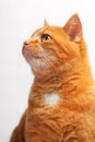 Portrait of young red cat looking up Royalty Free Stock Photo