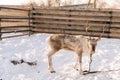Portrait of cute young reindeer pasturing alone in snowy deer farm on winter frozen sunny day. Horned deer standing Royalty Free Stock Photo