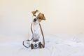 Portrait of a cute young small dog over with a vintage camera. S