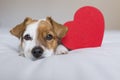 Portrait of a cute young small dog sitting on bed with a red heart. Valentines day concept Royalty Free Stock Photo