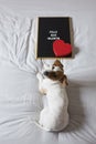 Portrait of a cute young small dog sitting on bed. Wearing stethoscope and glasses. He looks like a doctor or a vet. Home, indoors Royalty Free Stock Photo