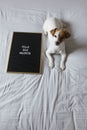 Portrait of a cute young small dog sitting on bed. Wearing stethoscope and glasses. He looks like a doctor or a vet. Home, indoors Royalty Free Stock Photo