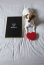 Portrait of a cute young small dog sitting on bed. Wearing stethoscope and glasses. He looks like a doctor or a vet. Home, indoors Royalty Free Stock Photo