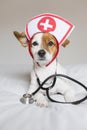 Portrait of a cute young small dog sitting on bed. Wearing stethoscope and glasses. He looks like a doctor or a vet. Home, indoors Royalty Free Stock Photo