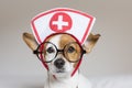 Portrait of a cute young small dog sitting on bed. Wearing stethoscope and glasses. He looks like a doctor or a vet. Home, indoors Royalty Free Stock Photo