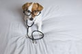 Portrait of a cute young small dog sitting on bed. Wearing stethoscope and glasses. He looks like a doctor or a vet. Home, indoors Royalty Free Stock Photo