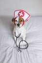 Portrait of a cute young small dog sitting on bed. Wearing stethoscope and glasses. He looks like a doctor or a vet. Home, indoors Royalty Free Stock Photo