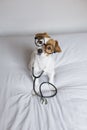 Portrait of a cute young small dog sitting on bed. Wearing stethoscope and glasses. He looks like a doctor or a vet. Home, indoors Royalty Free Stock Photo