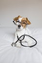 Portrait of a cute young small dog sitting on bed. Wearing stethoscope and glasses. He looks like a doctor or a vet. Home, indoors Royalty Free Stock Photo