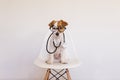 Portrait of a cute young small dog sitting on a white modern chair. Wearing stethoscope and glasses. He looks like a doctor or a Royalty Free Stock Photo