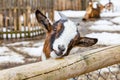 Portrait of a cute young small goat Royalty Free Stock Photo