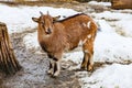 Portrait of a cute young small goat Royalty Free Stock Photo