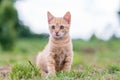 Portrait of cute young striped cat, sitting on the grass.