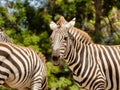 Portrait of a cute zebra (Hippotigris)