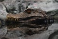 Portrait of Cuvier dwarf caiman crocodile in water