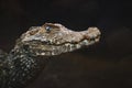 Portrait of Cuvier`s dwarf caiman Paleosuchus palpebrosus - small crocodilian in the alligator family.