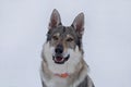 Portrait of czechoslovak wolfdog puppy is sitting on a white snow in the winter park. Pet animals. Royalty Free Stock Photo