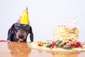 Portrait of a dachshund, black and tan, with licking tongue and hungry for a happy birthday cake with candle 9 ,wearing party h