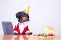Portrait of a dachshund, black and tan, looking and hungry for a happy birthday cake ,wearing red sweater and white shirt and p